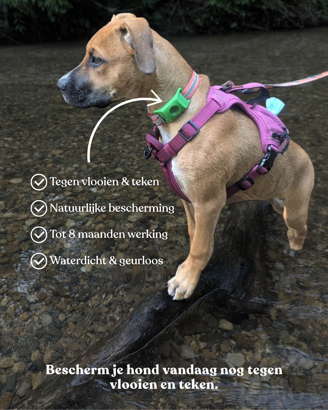 Bescherm je hond tegen gevaarlijke teken — vóórdat ze bijten.