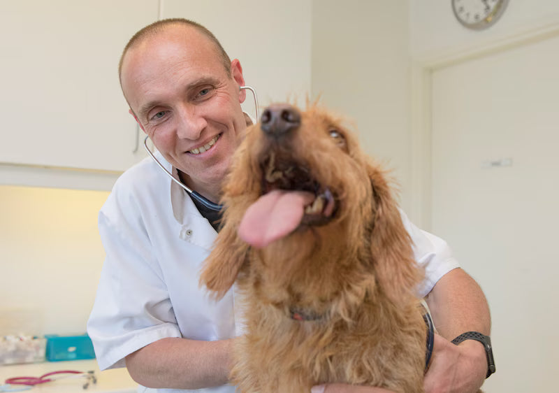 files/dierenarts-marten-van-den-boomgaard-onderzoekt-hond-benji-in-zijn-goese-praktijk-misschien-vertrekt-hij-binnenkort-naar-amerika-om-samen-te-werken-met-dr-pol.avif